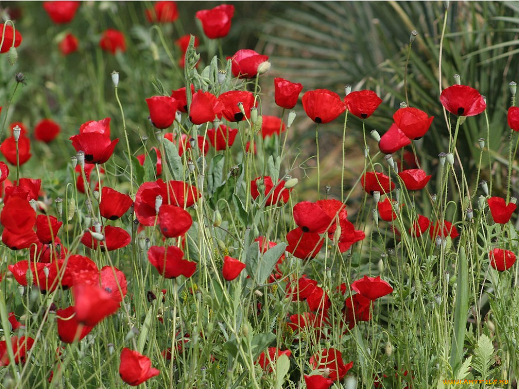 цветы, маки