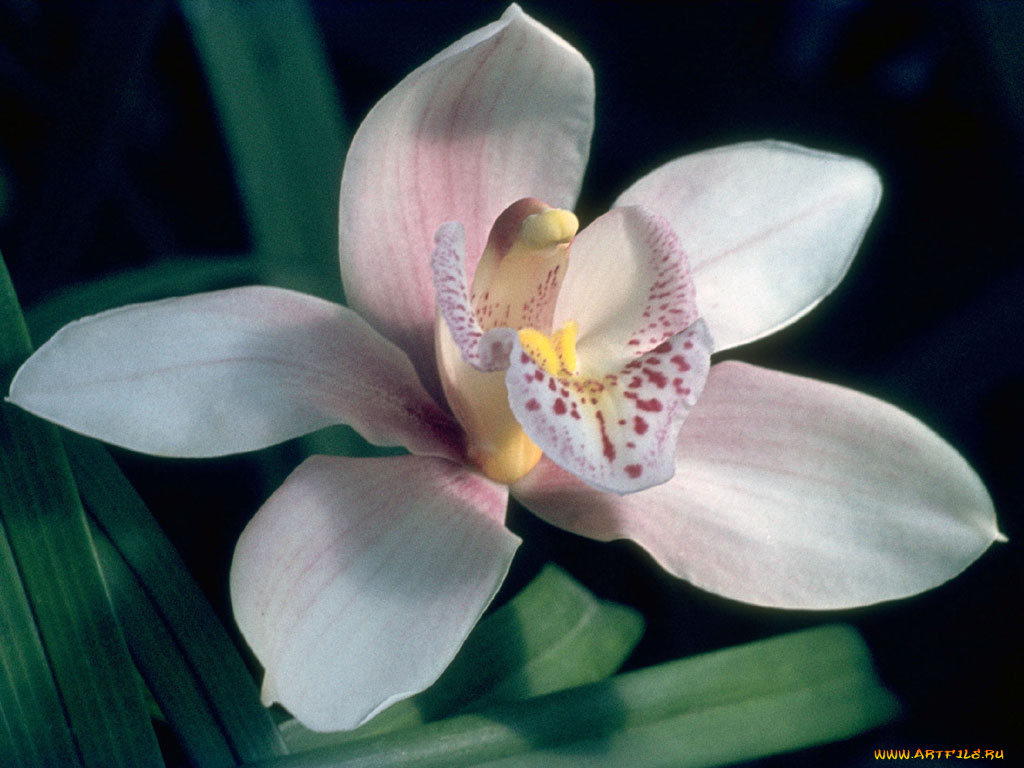 цветы, орхидеи