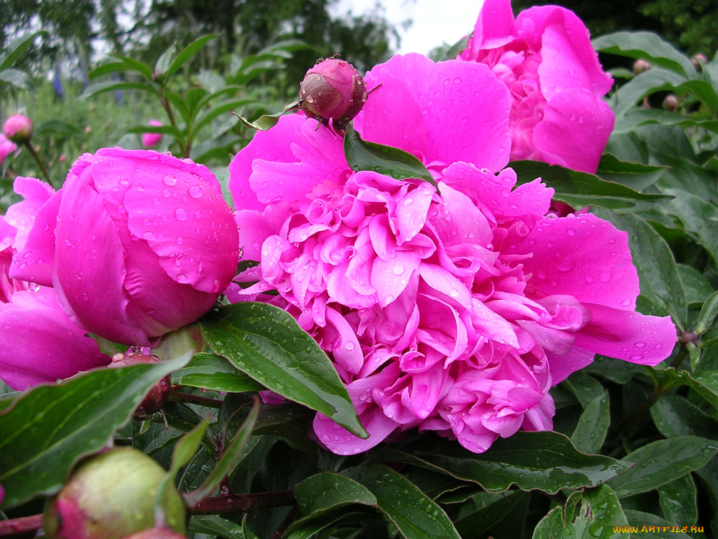 цветы, пионы