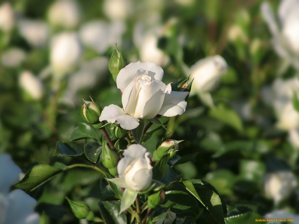 цветы, розы