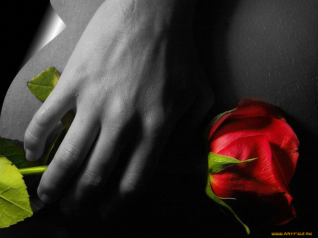 rose, photo, nudere, разное