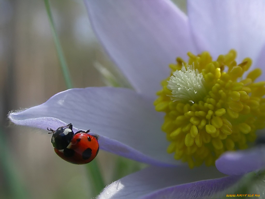 rostislaw, на, лепестке, сна, животные, божьи, коровки