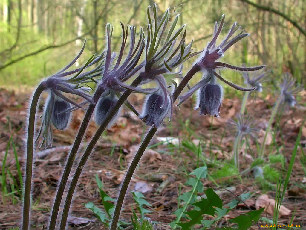 rostislaw, пушистый, аккорд, сон, прострел, луговой, цветы, анемоны, адонисы