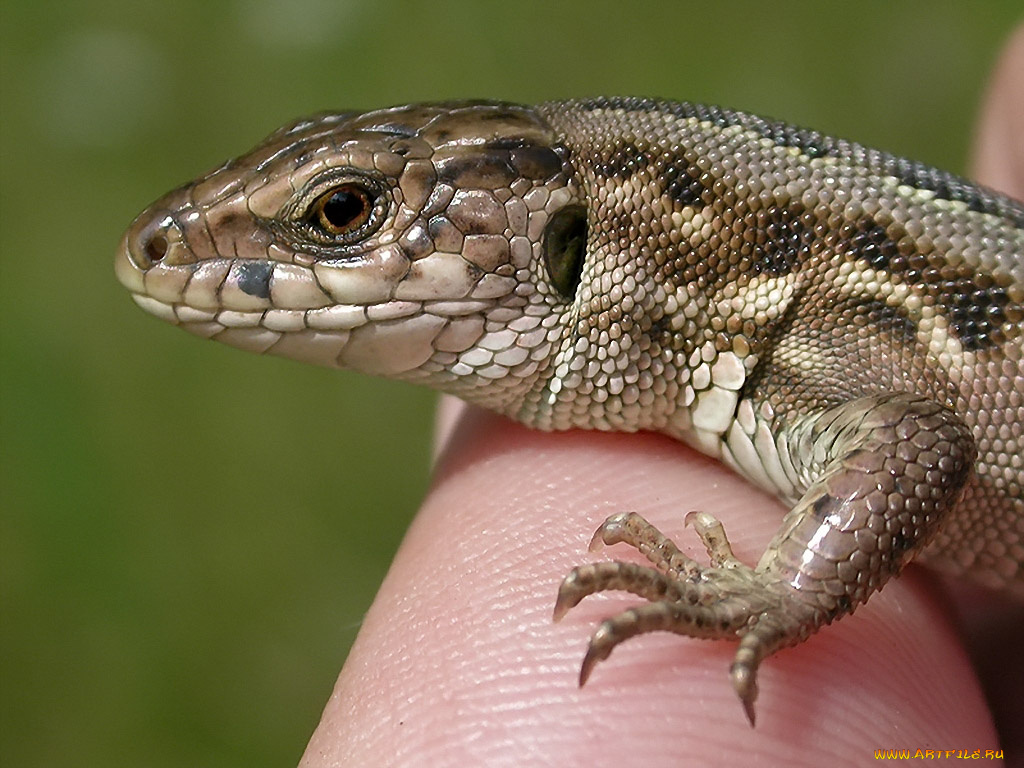 rostislaw, совсем, молодой, животные, Ящерицы, игуаны, вараны