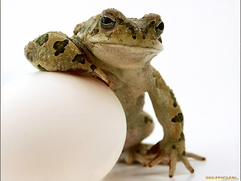 tagry, крутые, животные, лягушки
