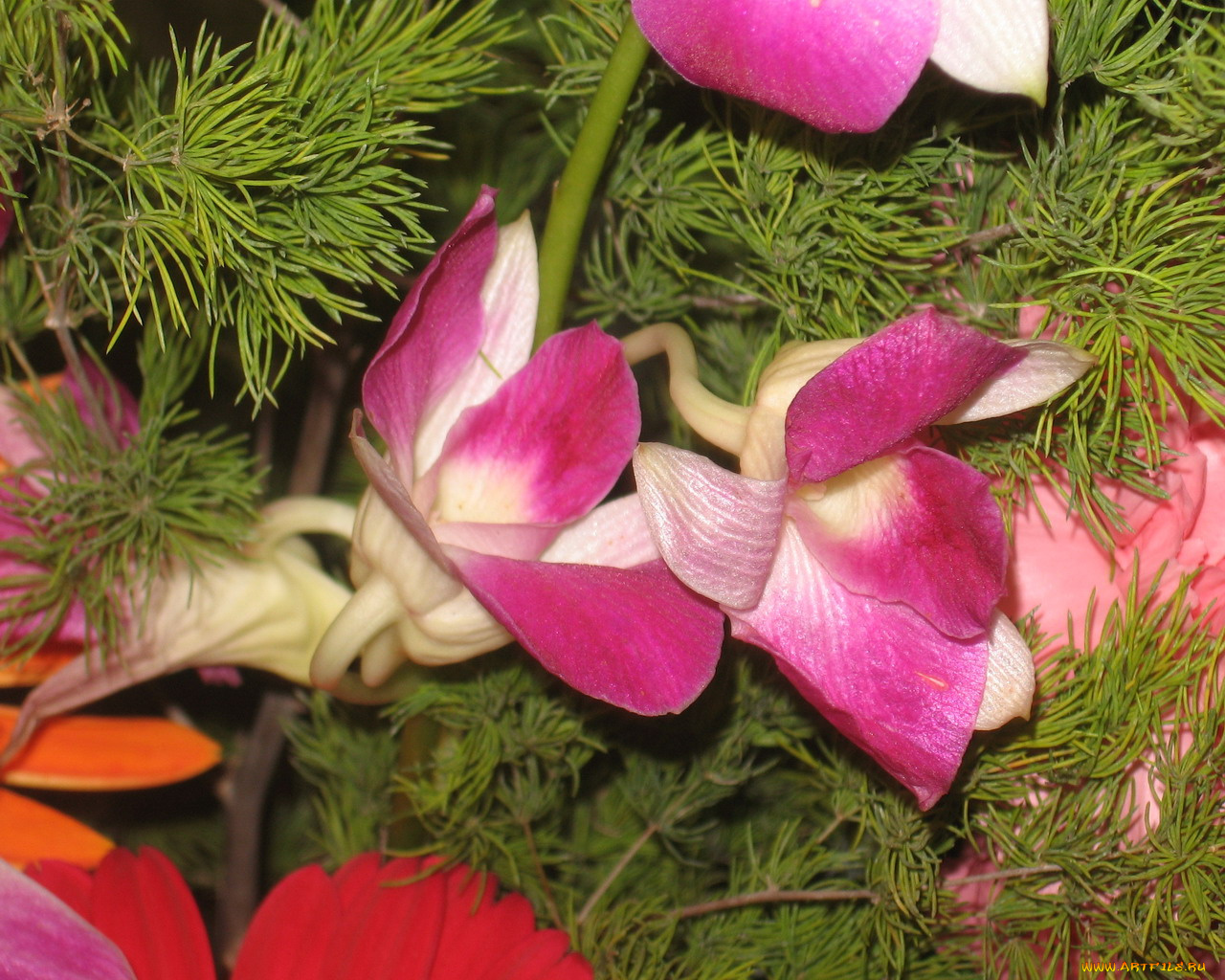 цветы, орхидеи