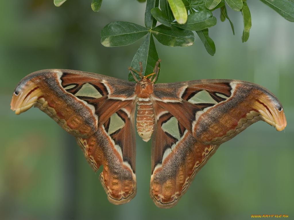 животные, бабочки