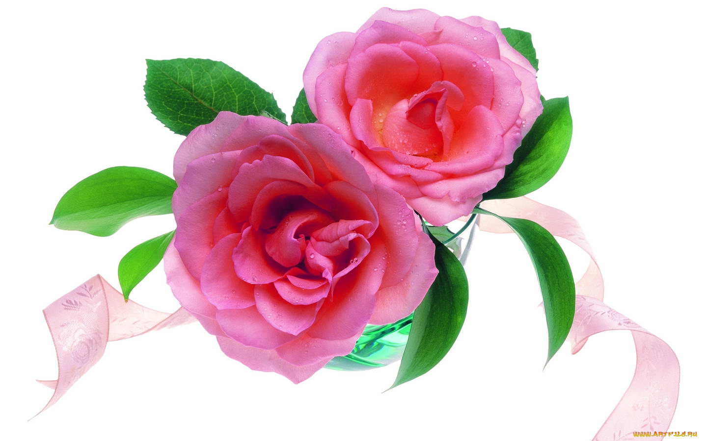 цветы, розы