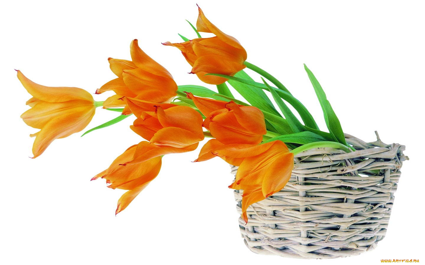 цветы, тюльпаны