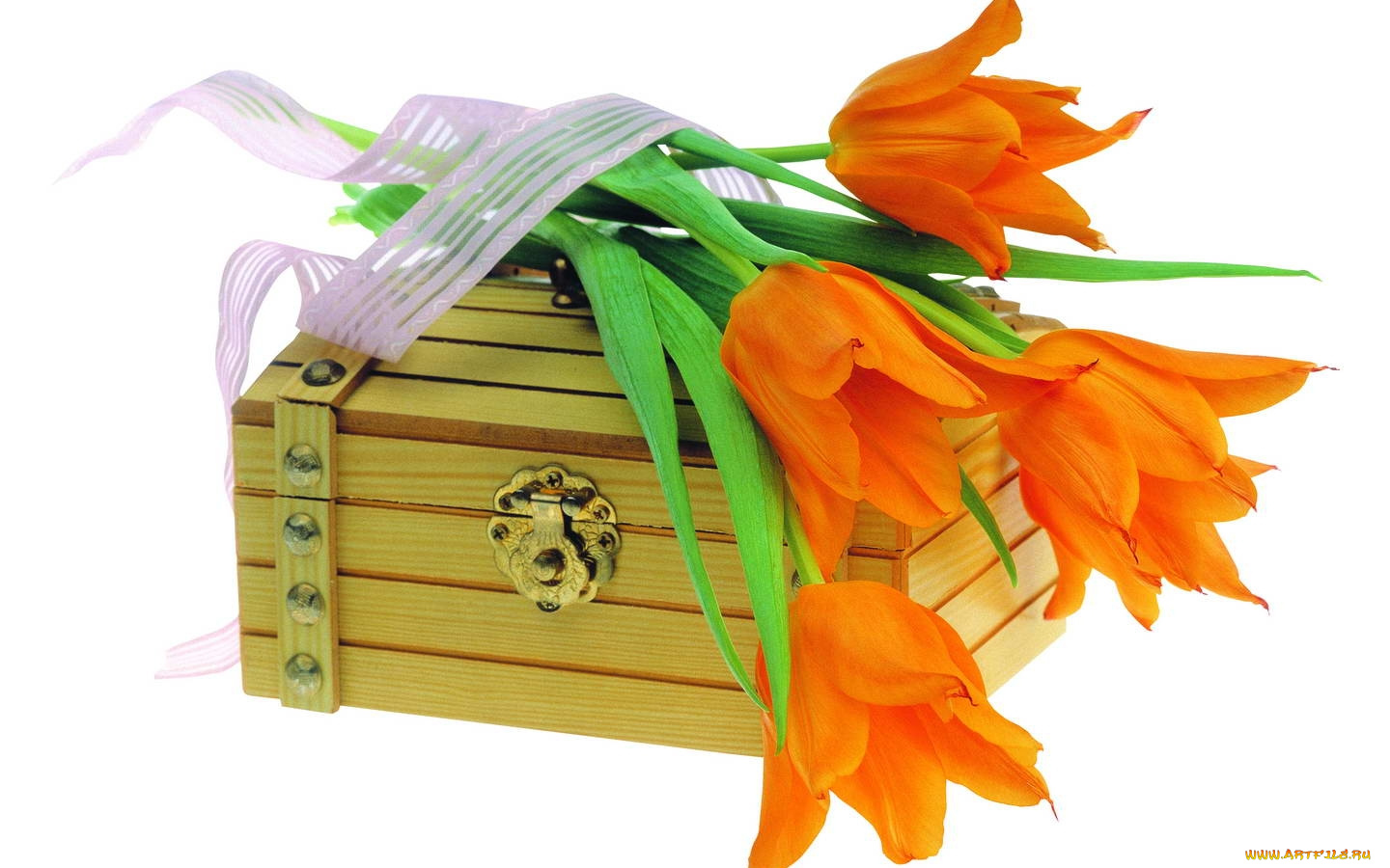 цветы, тюльпаны