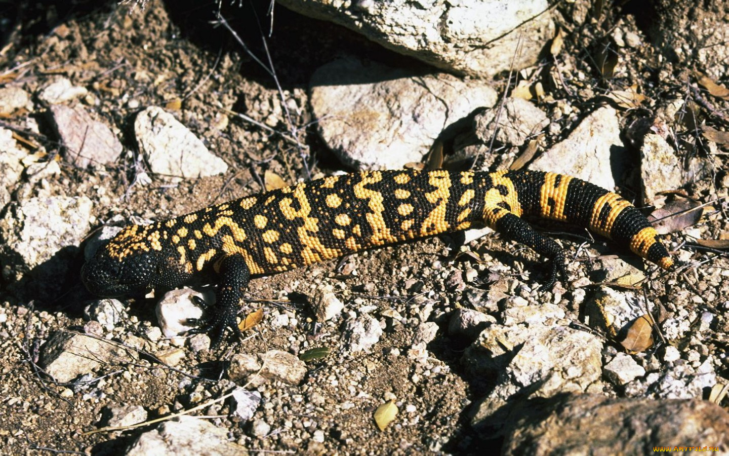 животные, Ящерицы, игуаны, вараны