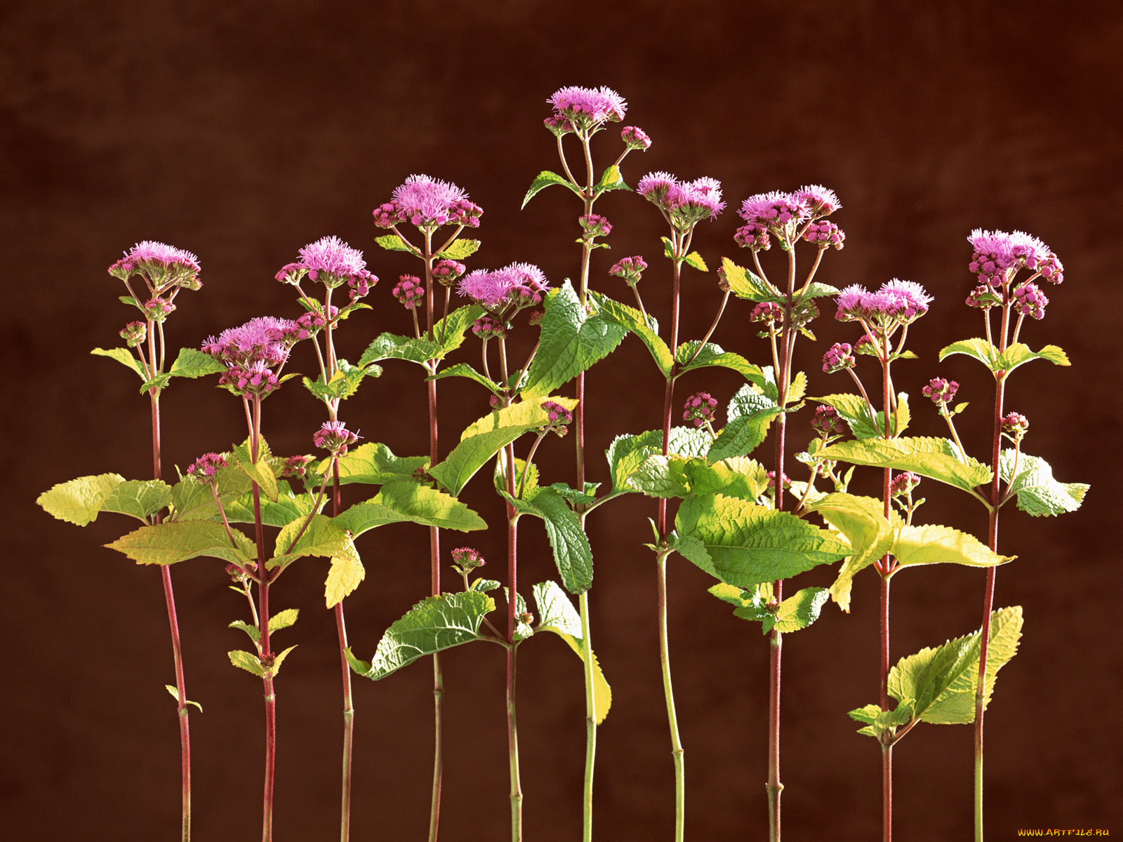 цветы, агератум