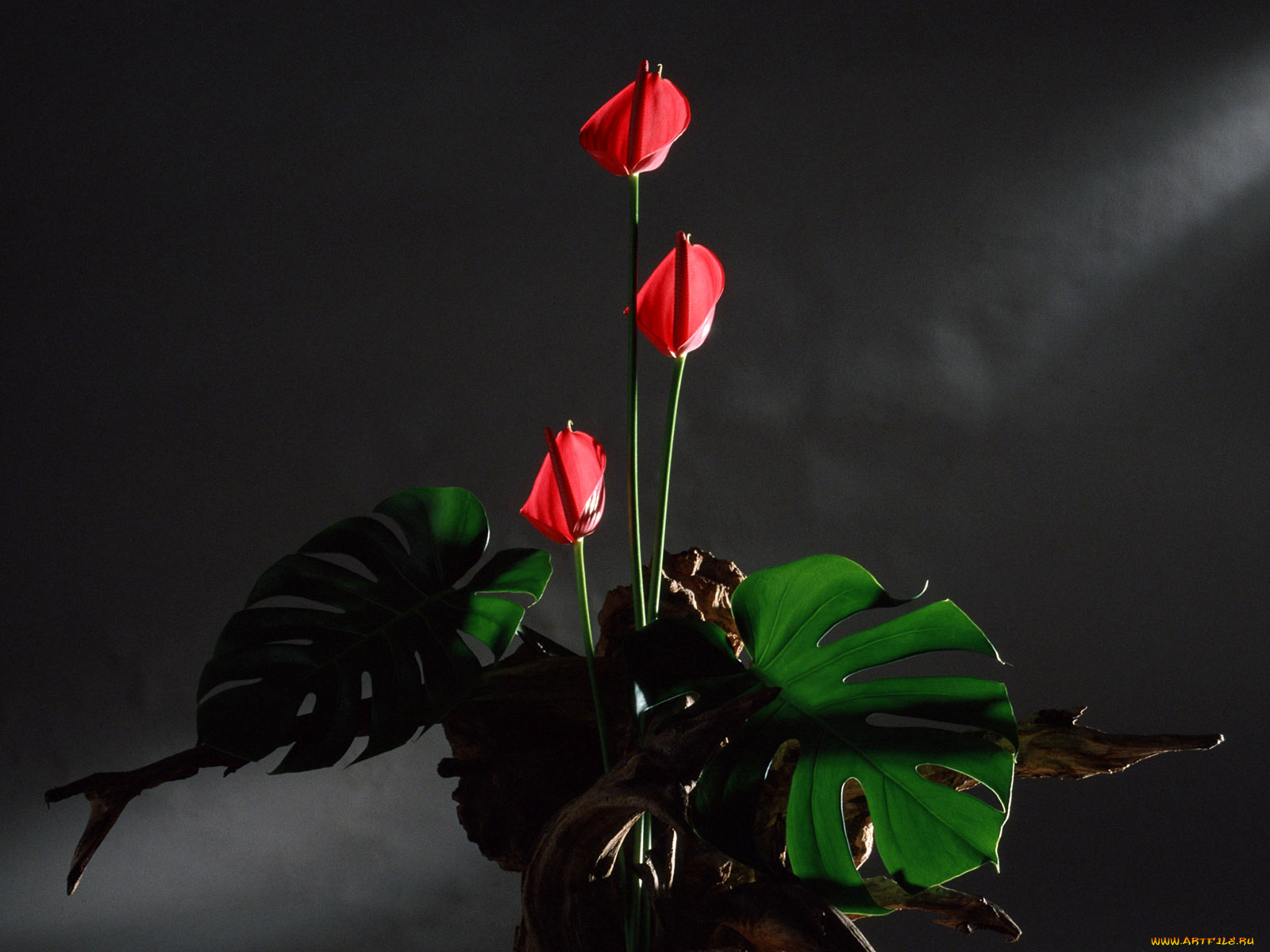 цветы, букеты, композиции