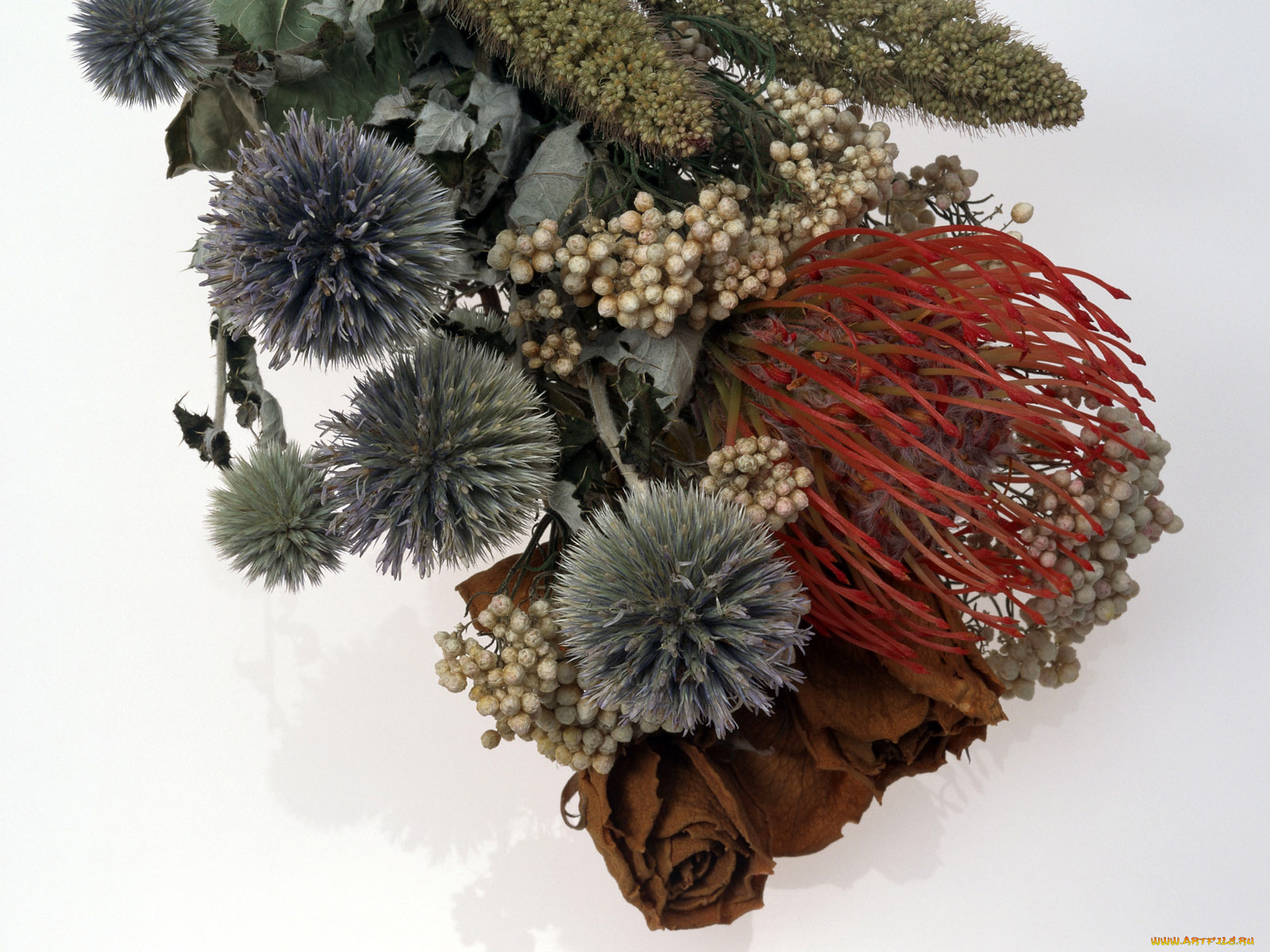 цветы, букеты, композиции