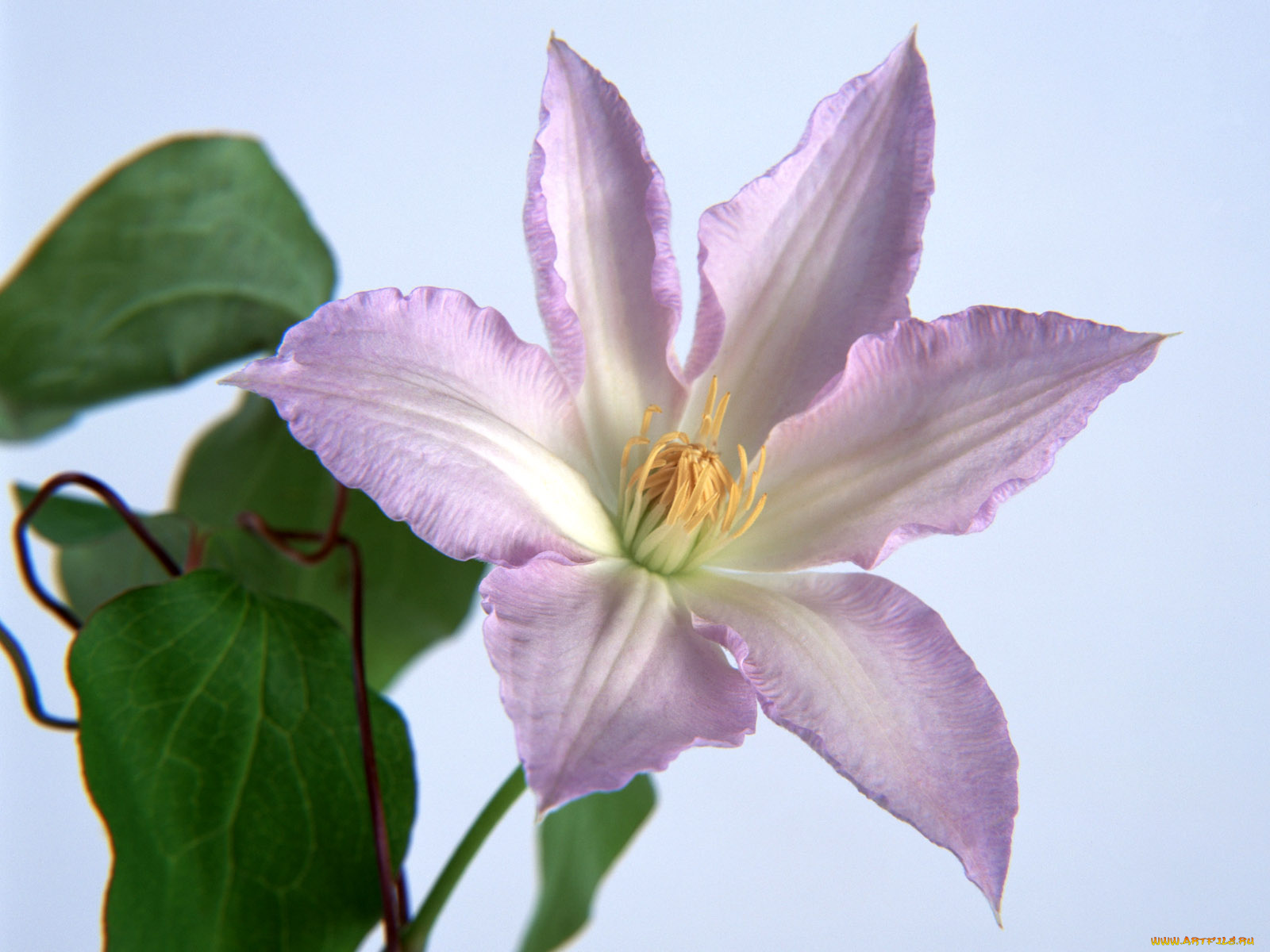 цветы, клематис, ломонос