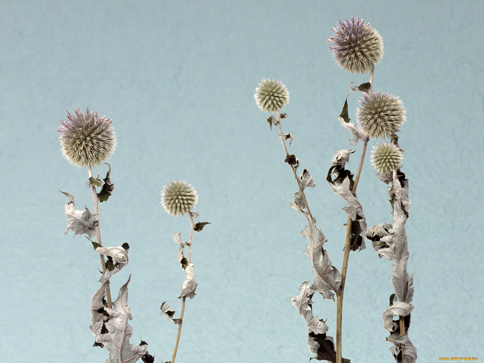 цветы, луговые, полевые