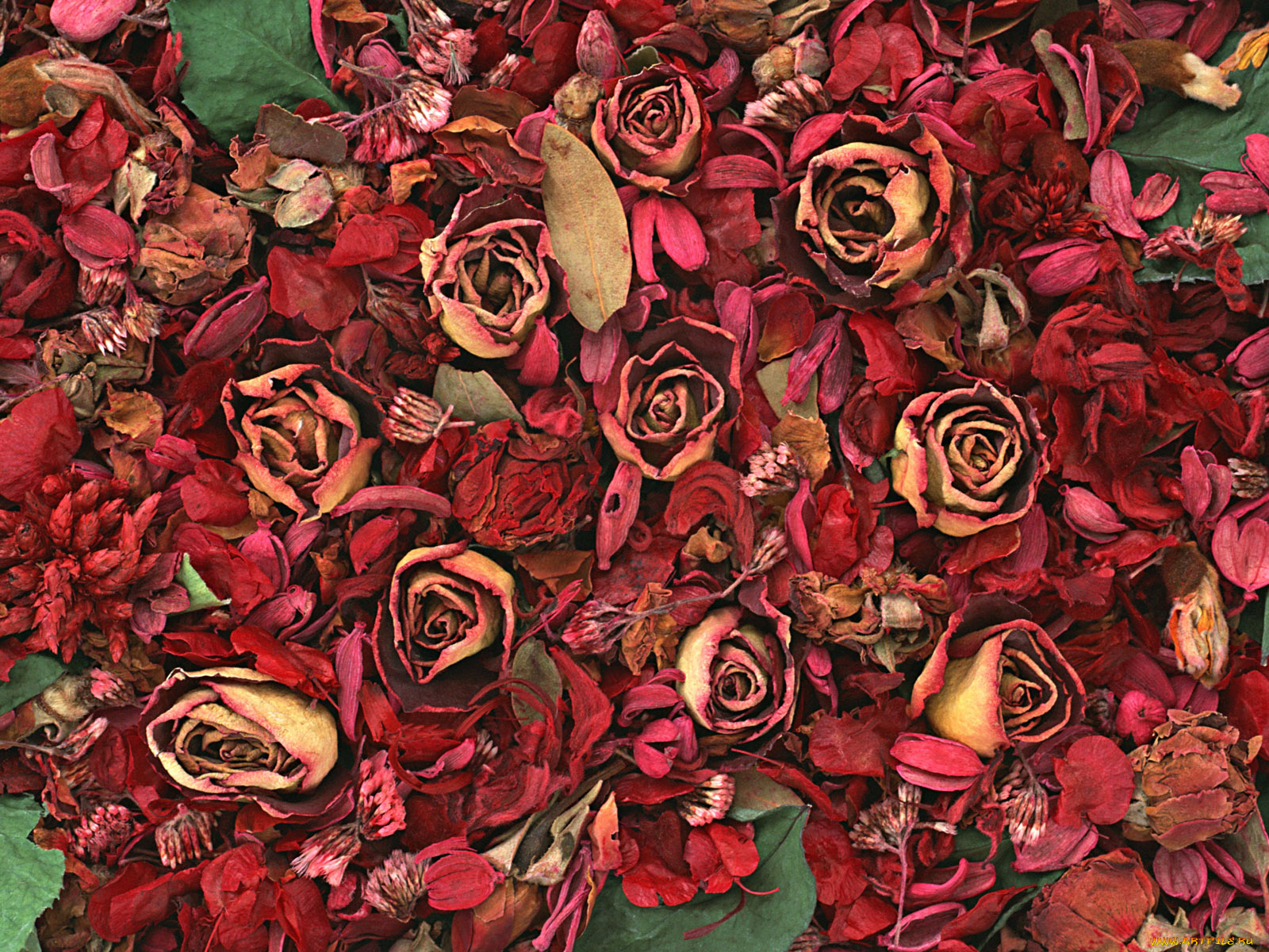 цветы, разные, вместе