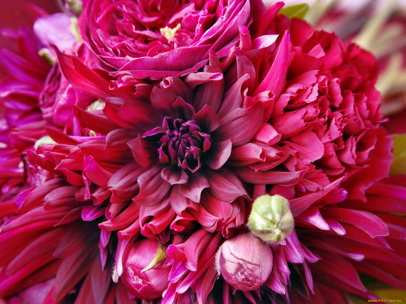 цветы, разные, вместе