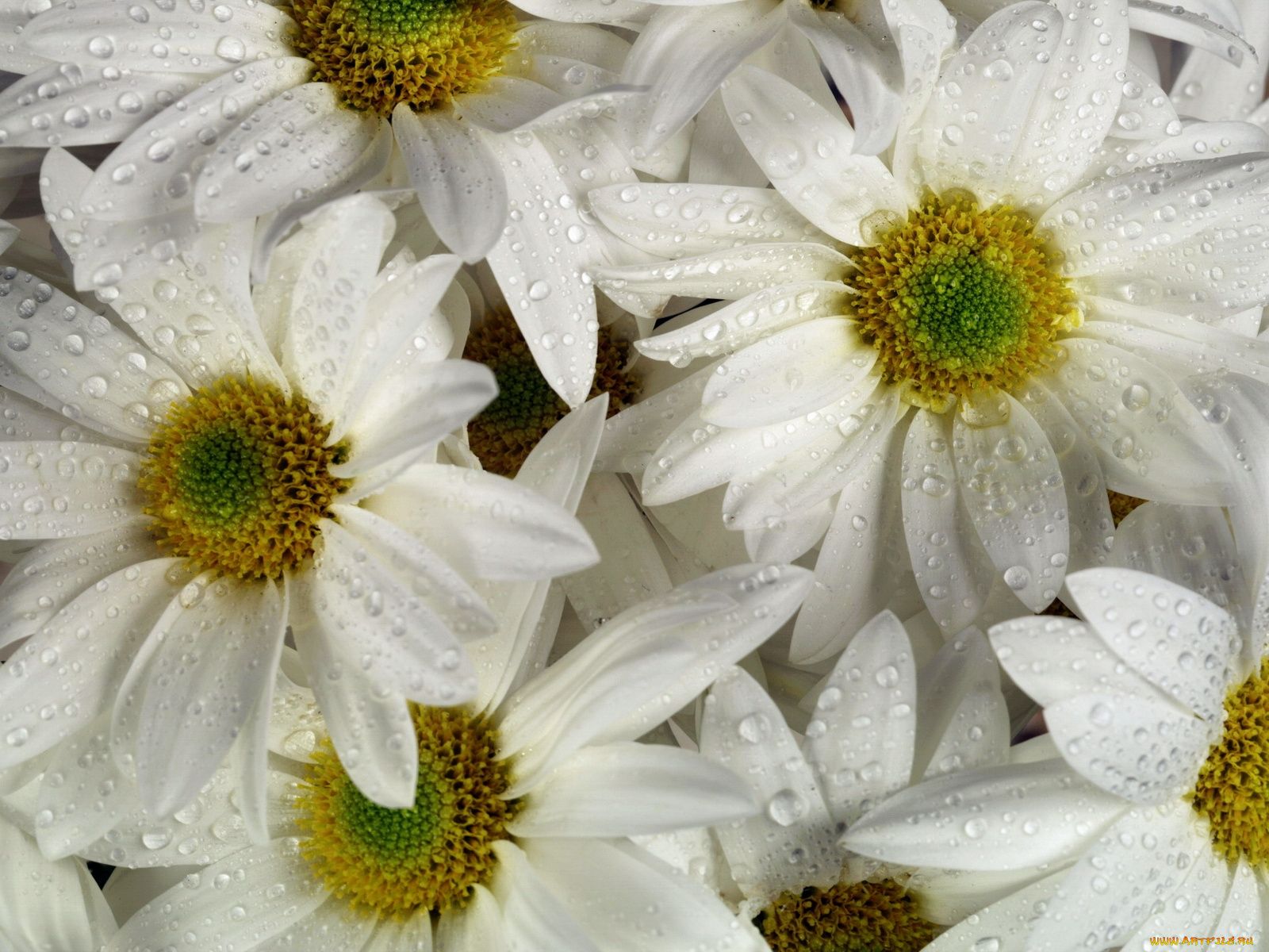 цветы, ромашки