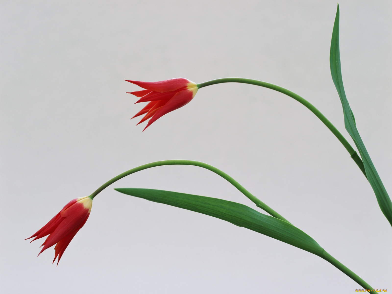 цветы, тюльпаны