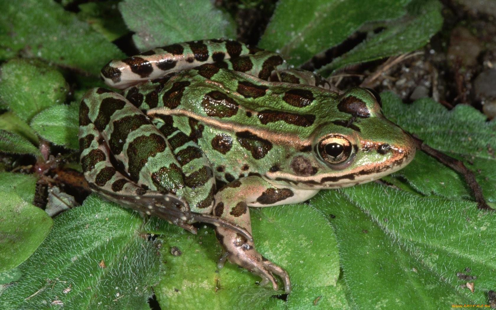 животные, лягушки