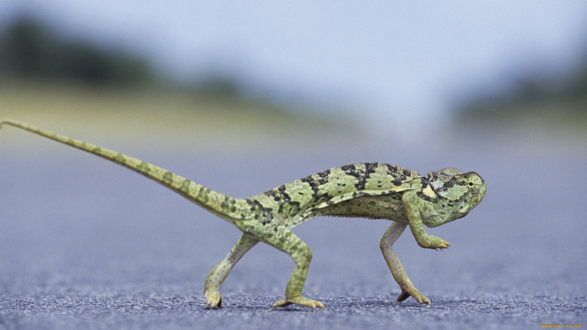 животные, хамелеоны