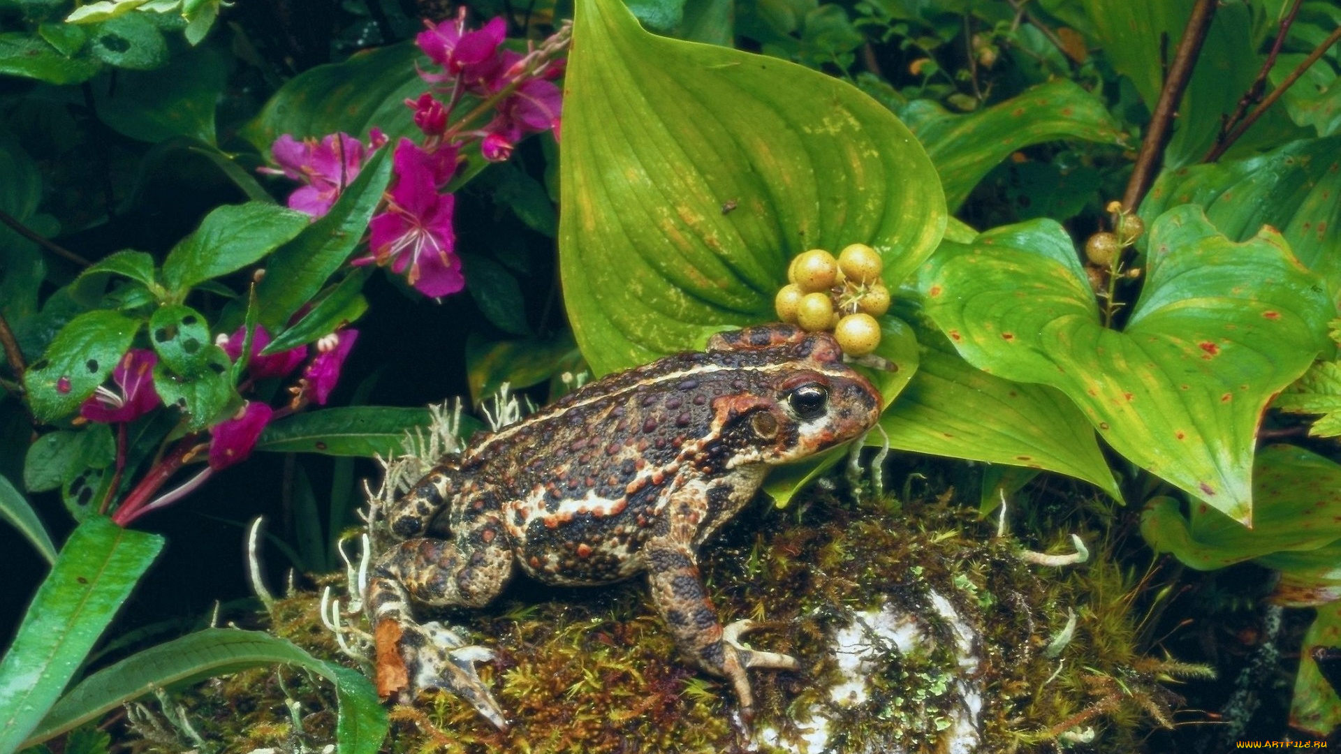 животные, лягушки