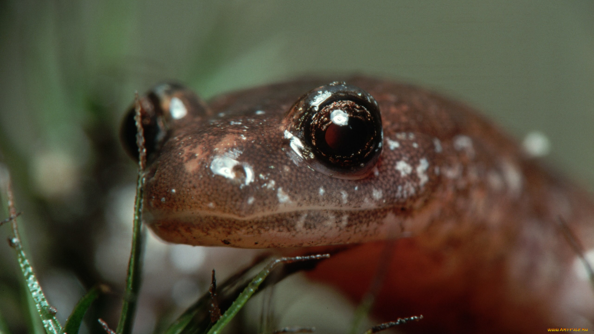 животные, Ящерицы, игуаны, вараны