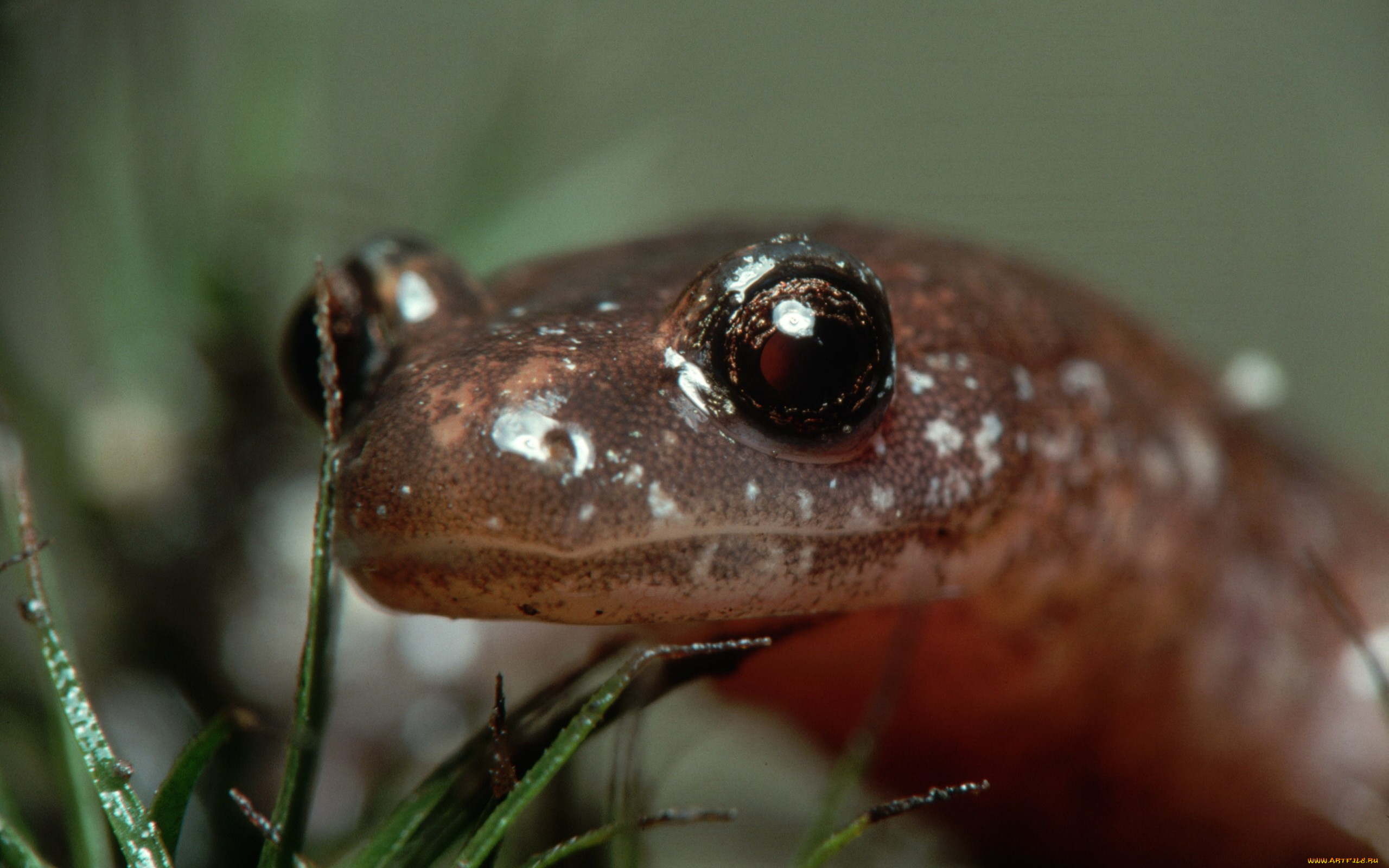 животные, Ящерицы, игуаны, вараны