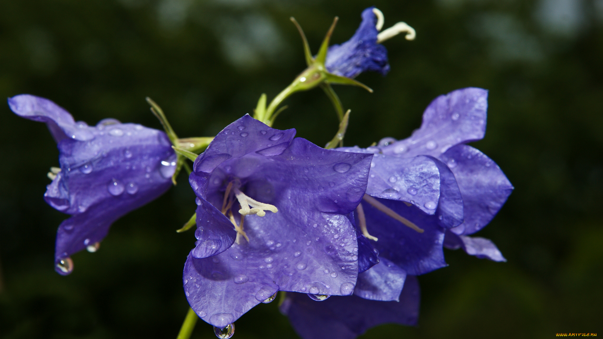 цветы, колокольчики