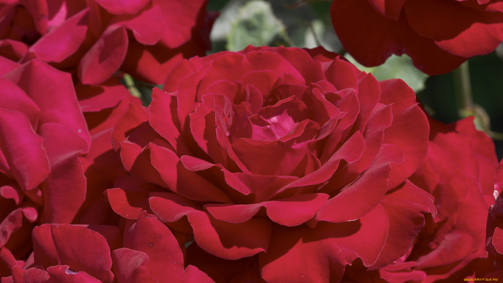 цветы, розы