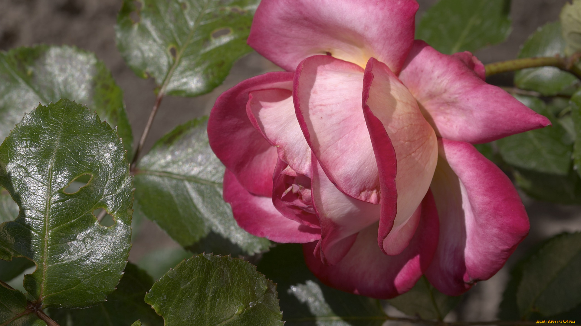 цветы, розы