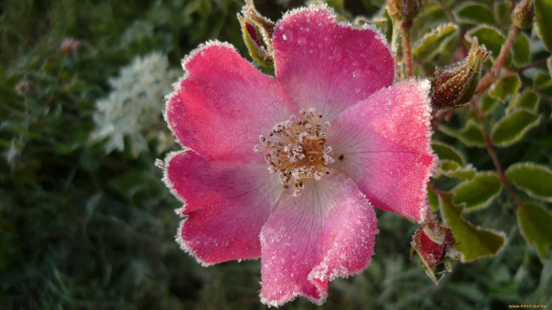 цветы, шиповник