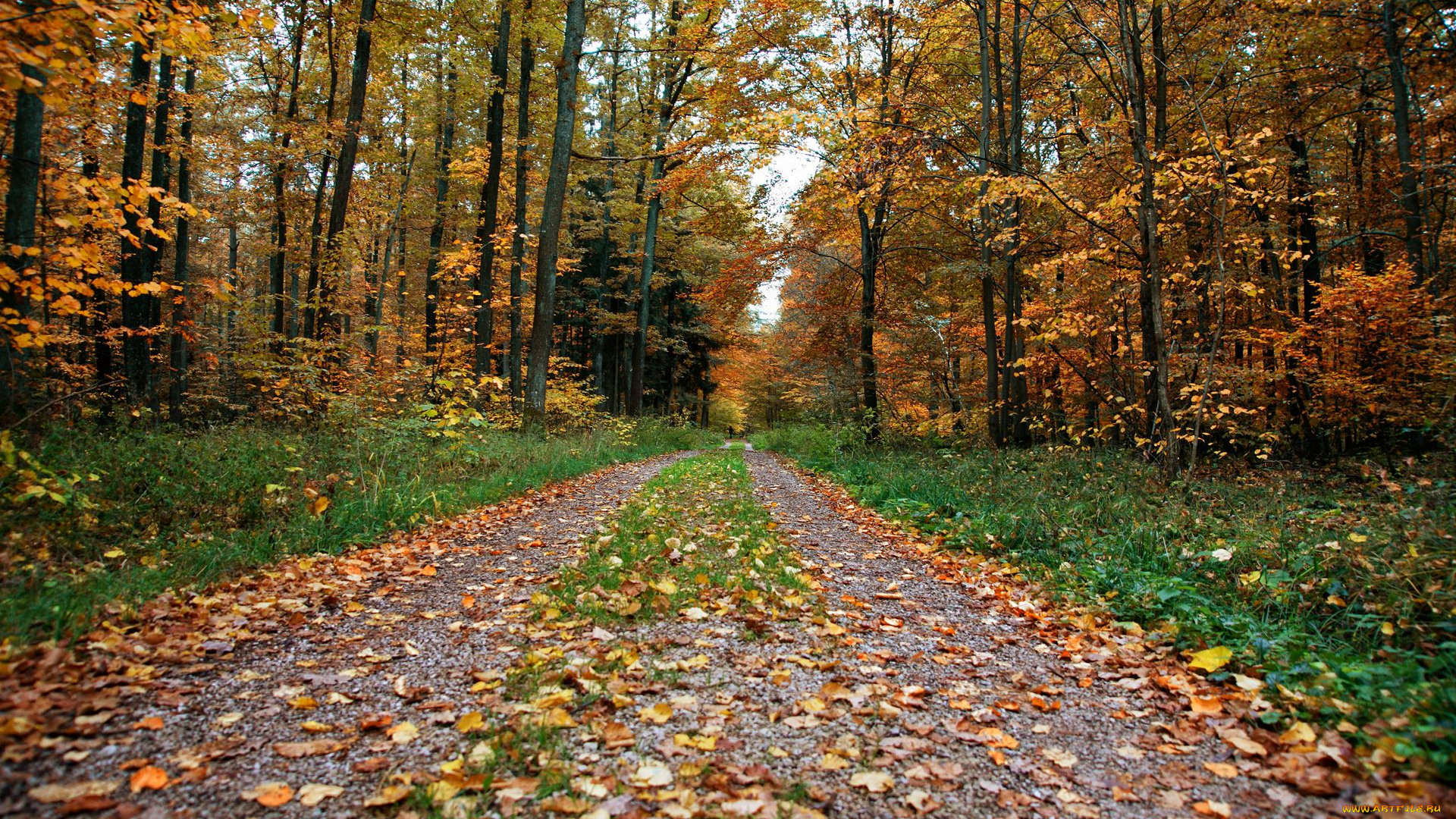 природа, дороги