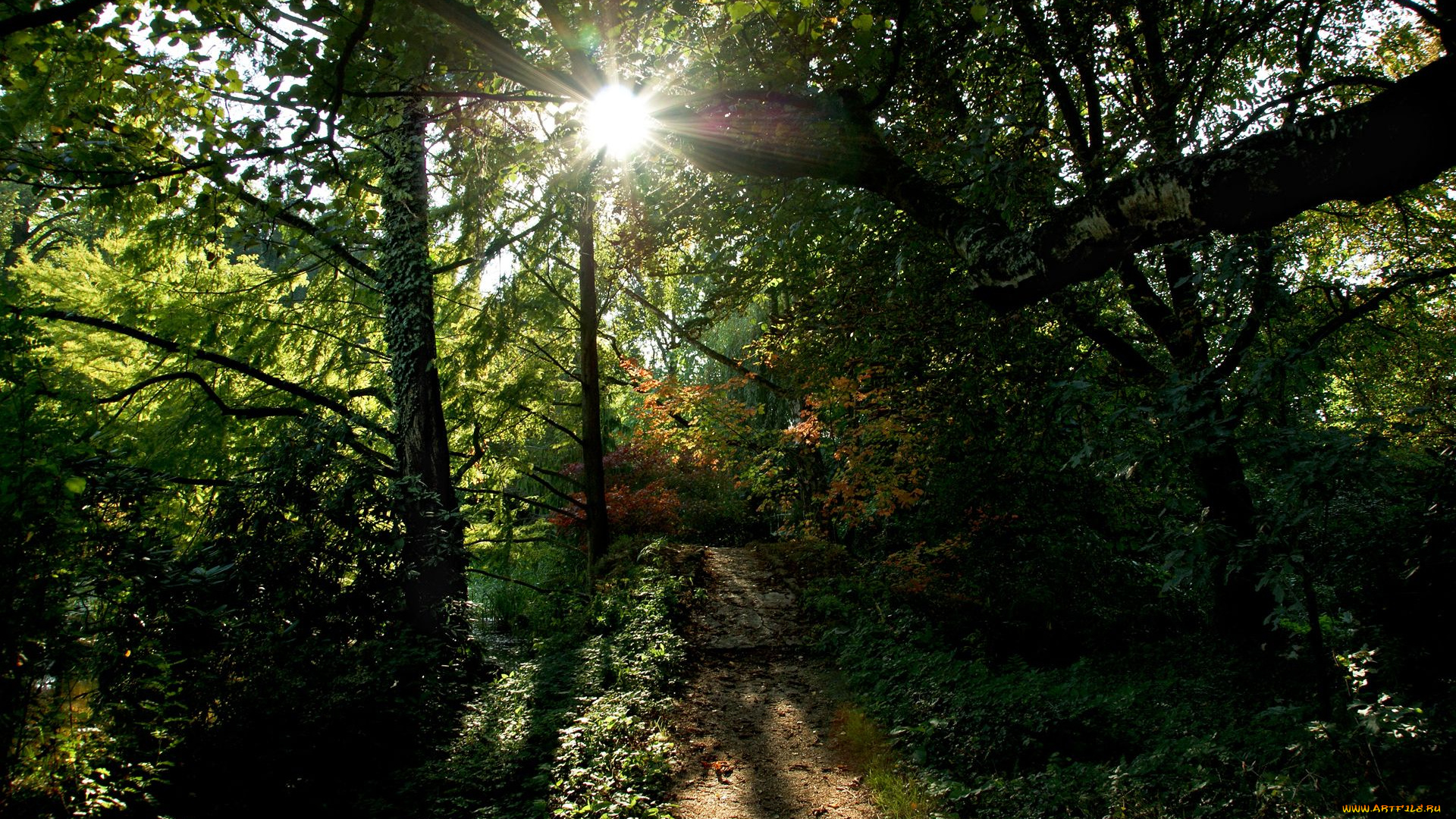 природа, лес