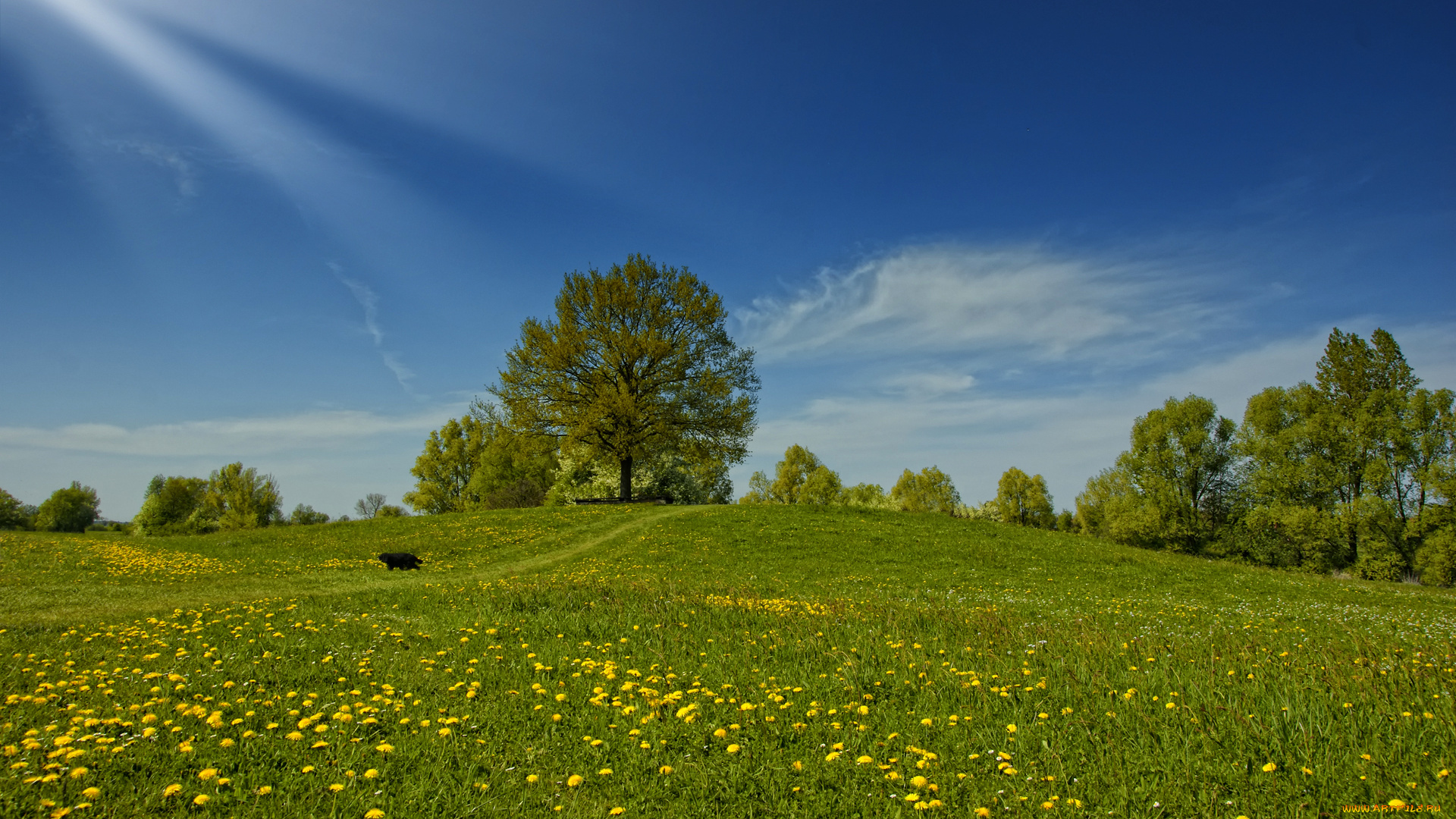 природа, луга