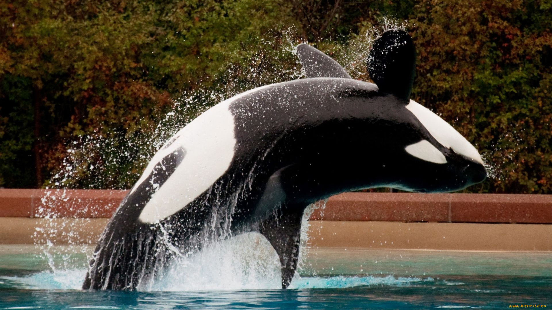 животные, косатки