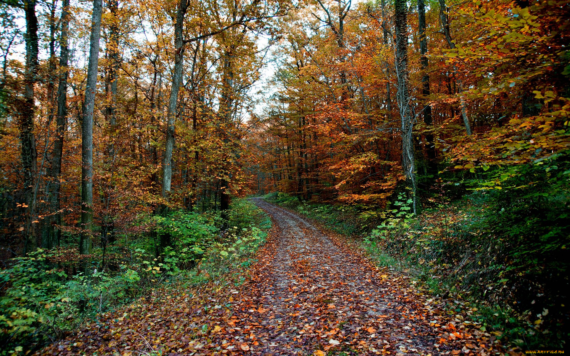 природа, дороги