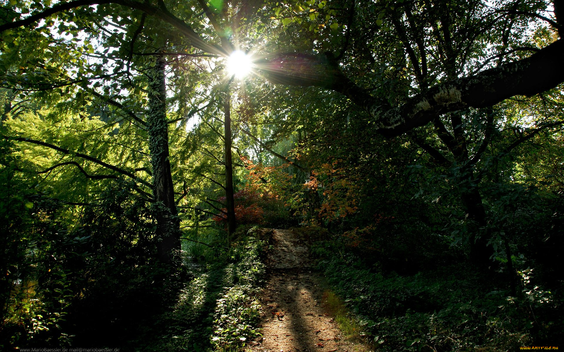 природа, лес