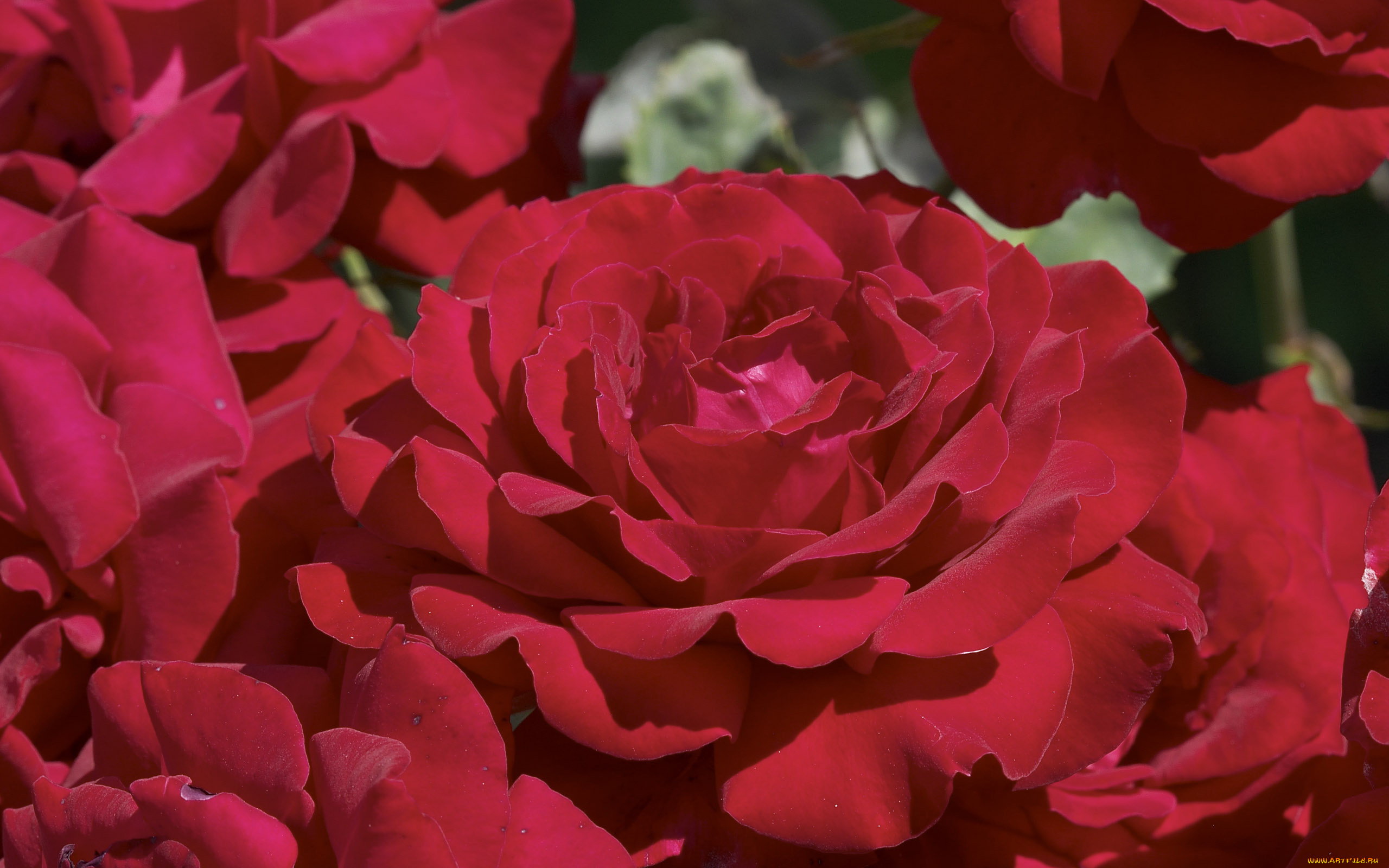 цветы, розы
