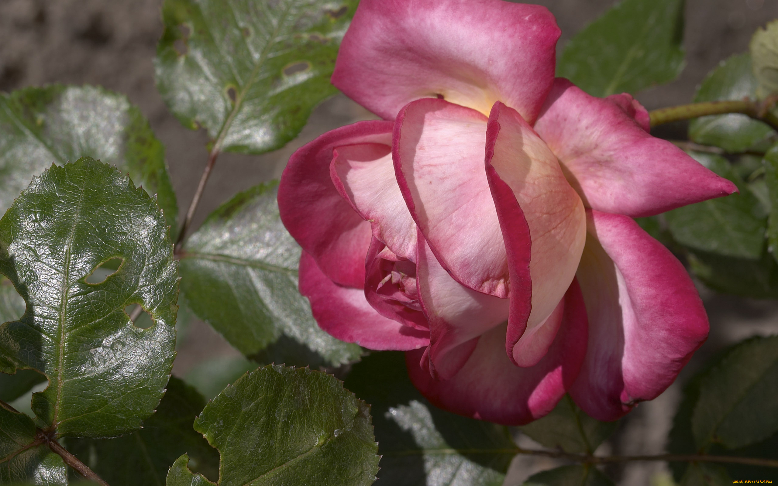 цветы, розы