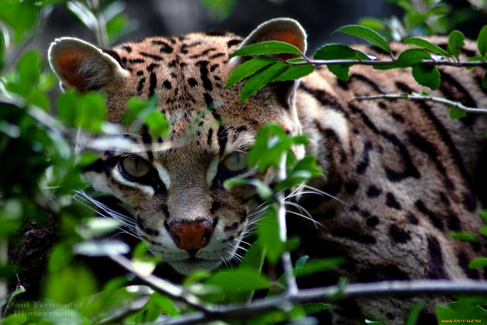 животные, оцелоты, пятна, ветки