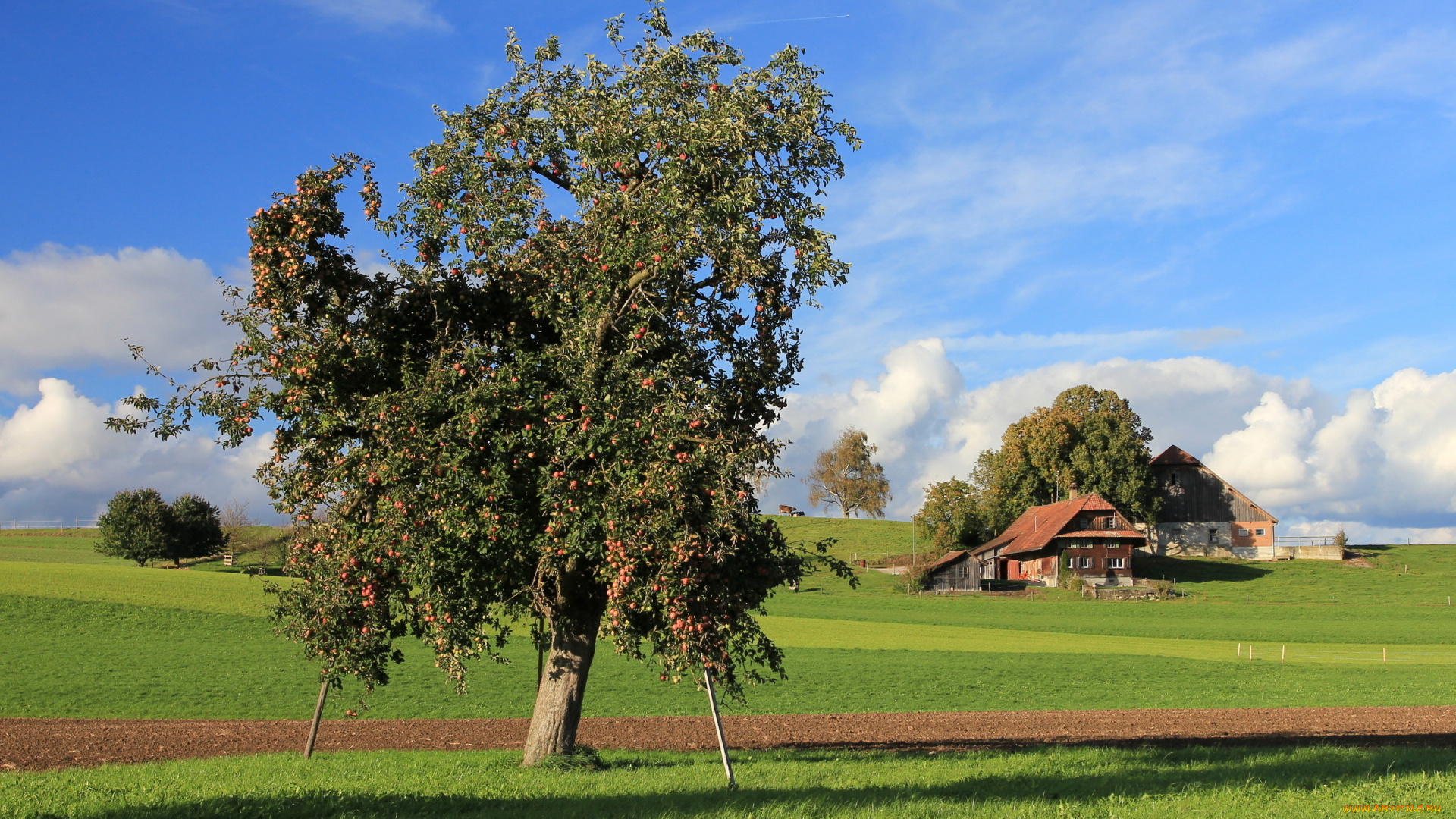 природа, деревья, дерево, дом, поле