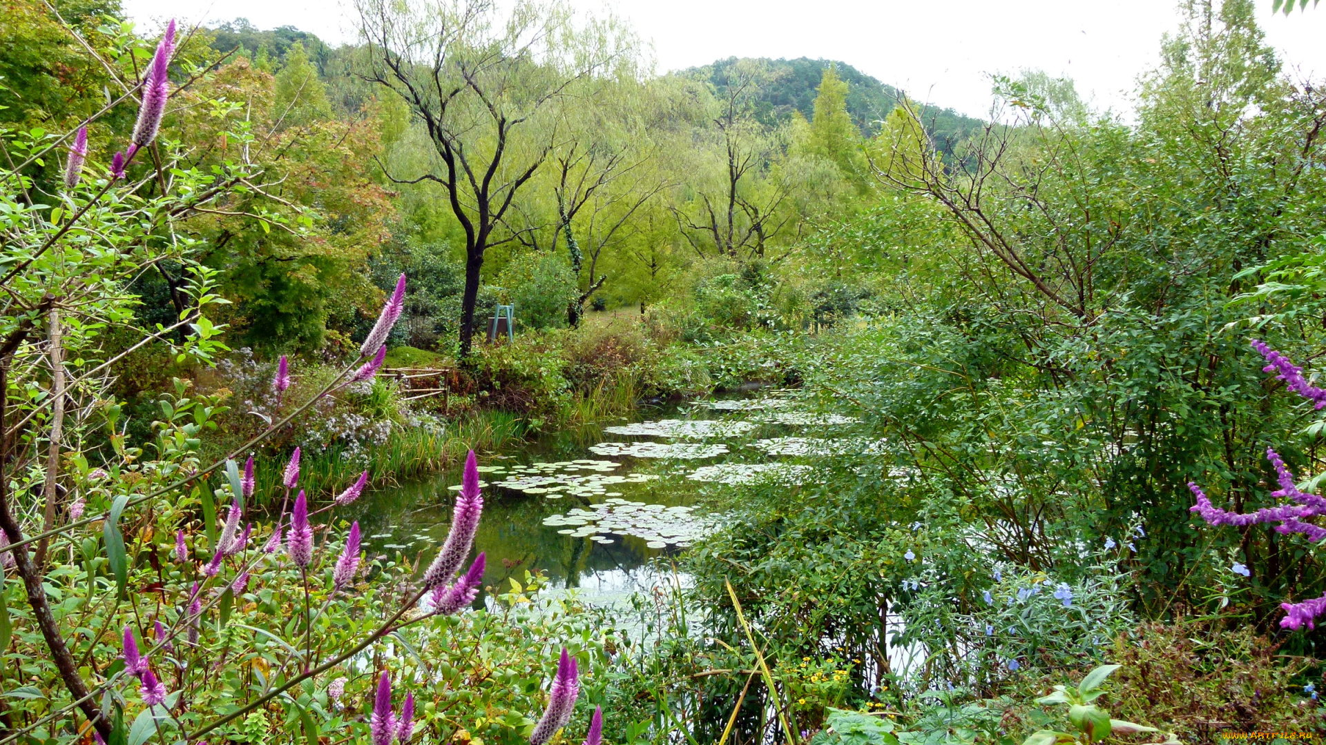 природа, парк, пруд, цветы, кусты, деревья