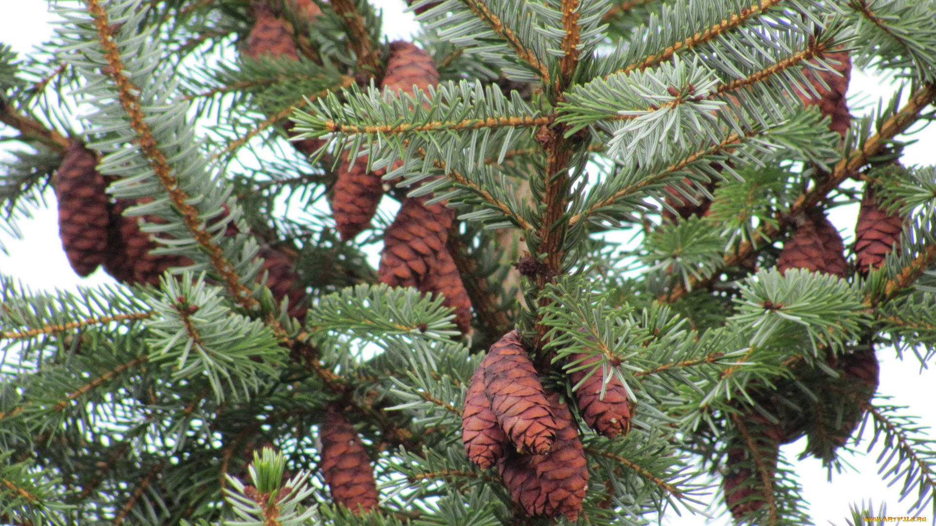 природа, шишки, жёлуди, каштаны, ветки, много