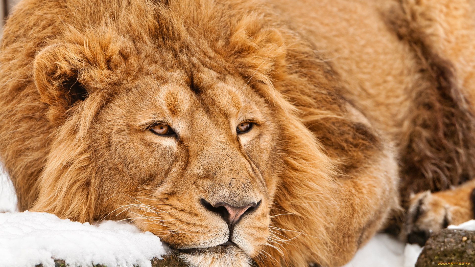 животные, львы, лев