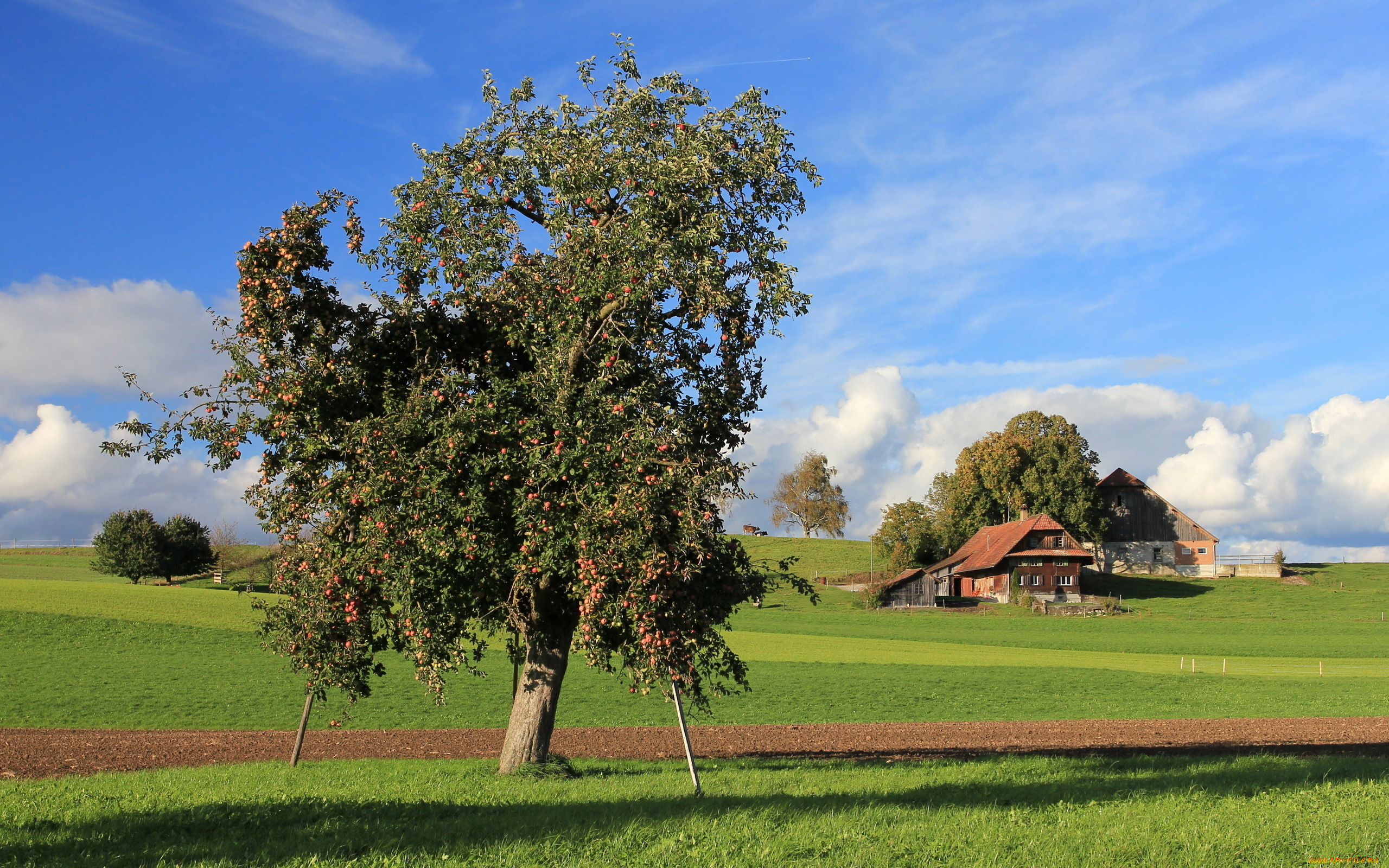 природа, деревья, дерево, дом, поле