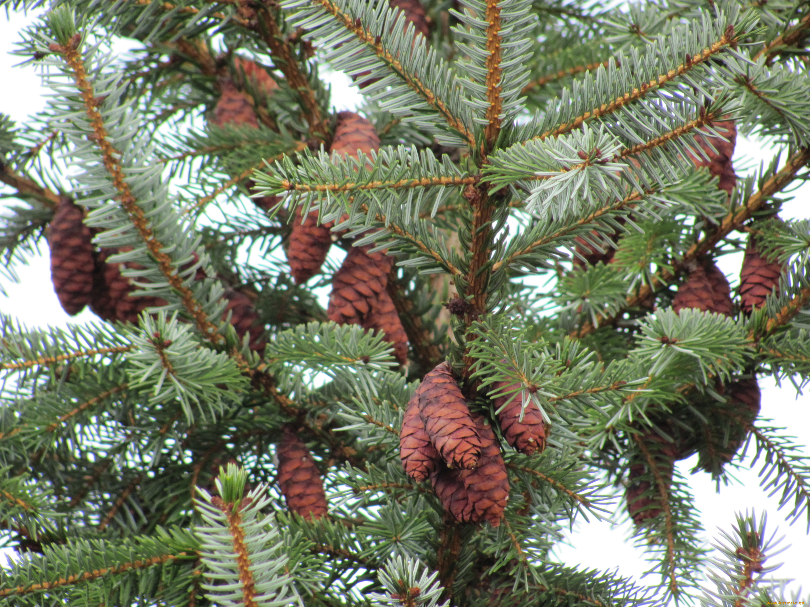 природа, шишки, жёлуди, каштаны, ветки, много