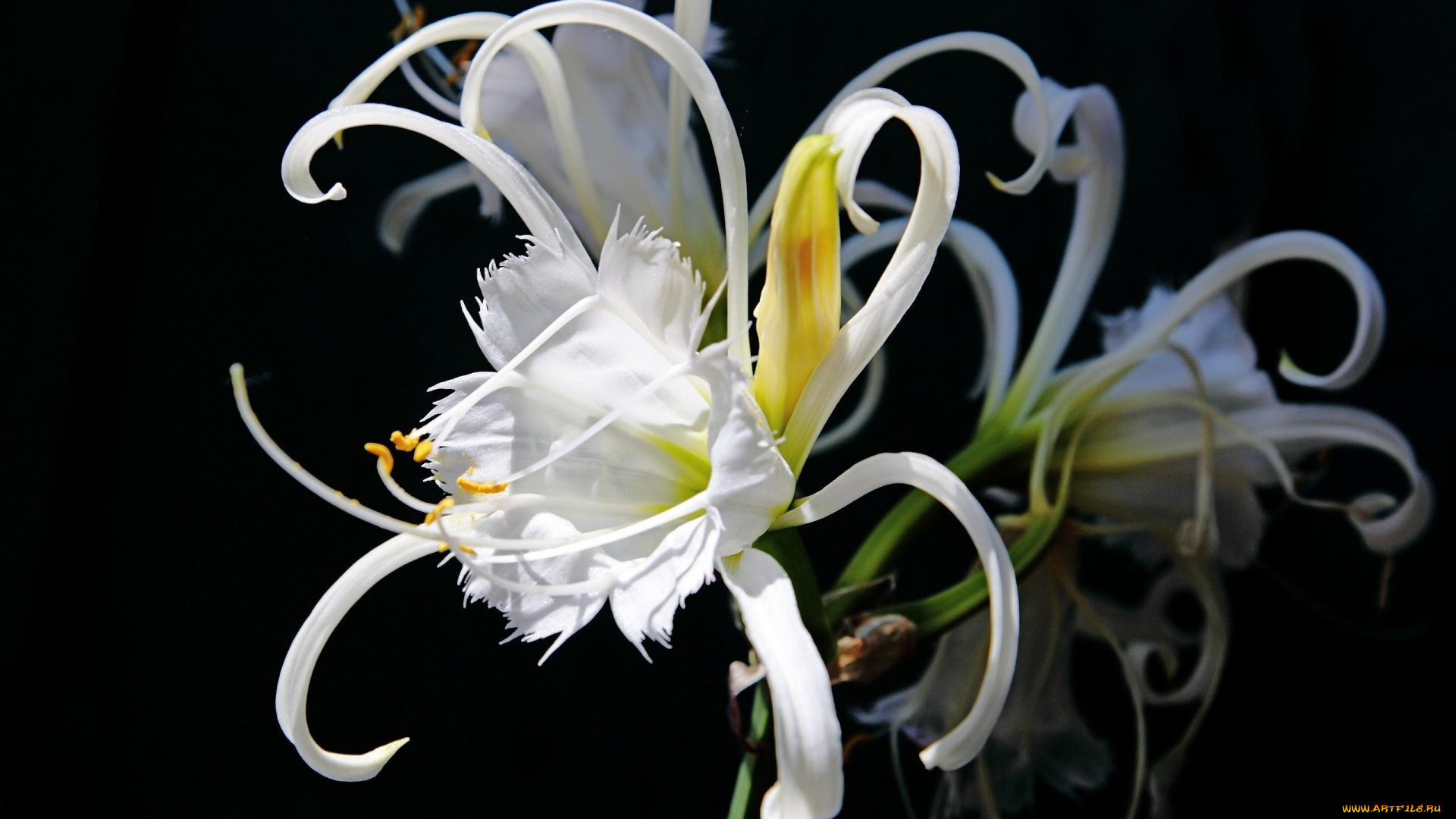 цветы, эухарис, амазонская, лилия, экзотика