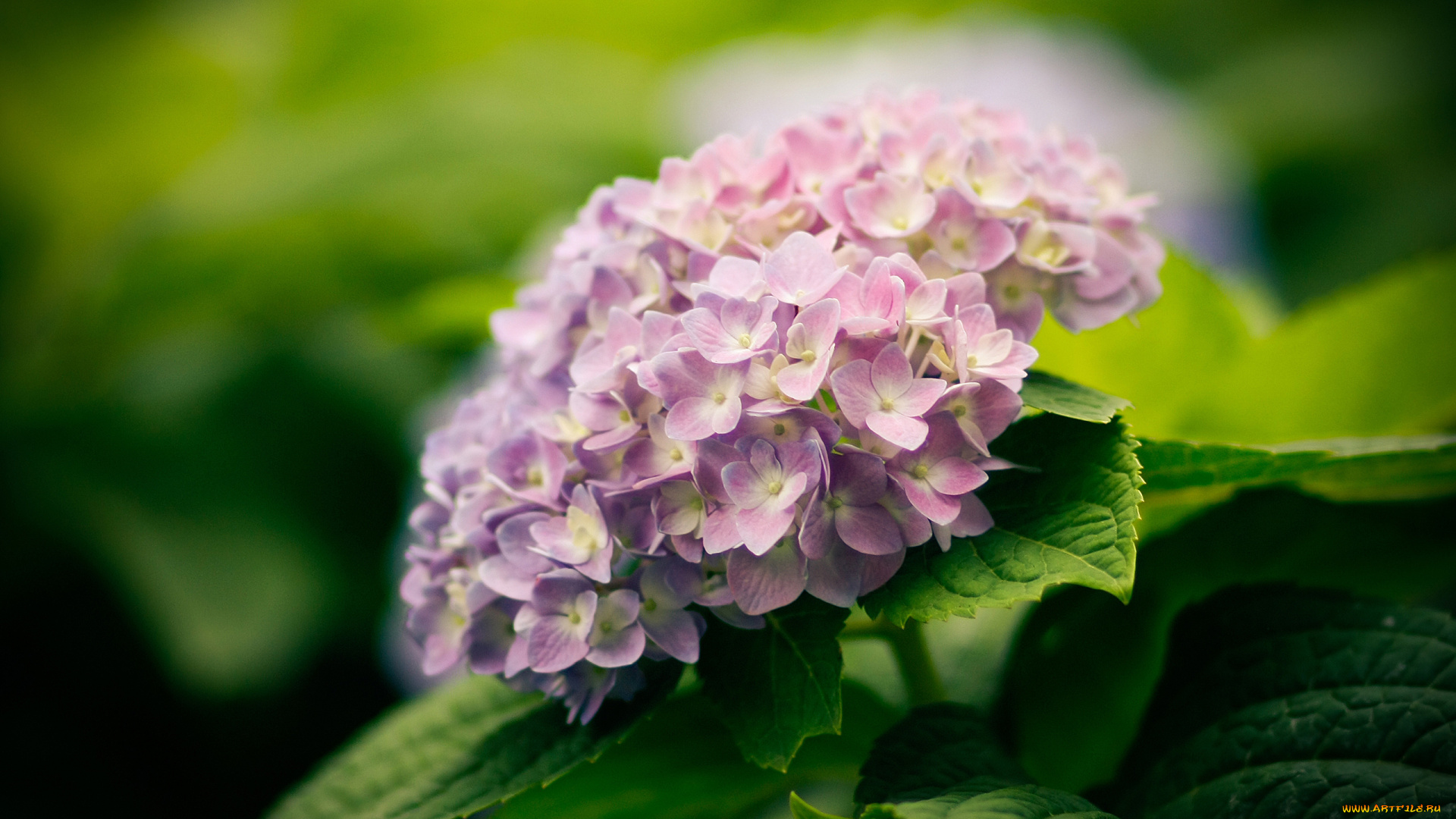 цветы, гортензия, цветок, листья, соцветие, сиреневый